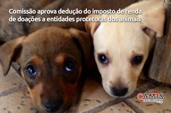 protetoras dos animais