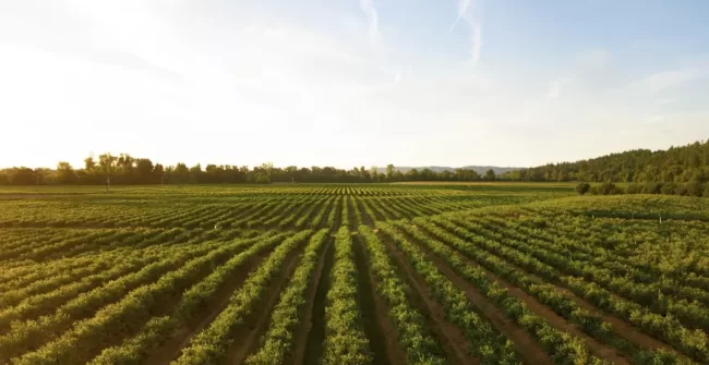 Imposto Territorial Rural